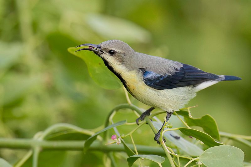 Purple Sunbird (eclipse m)