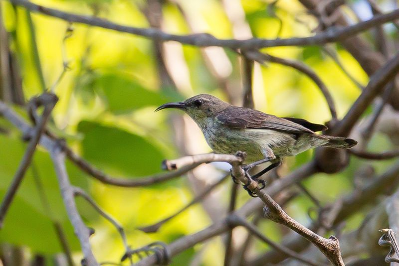 Purple-banded Sunbird (f)