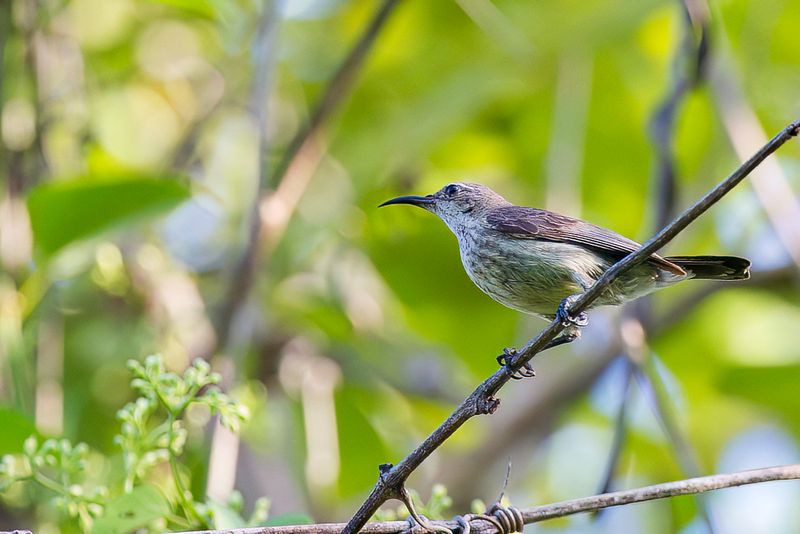 Purple-banded Sunbird (f)
