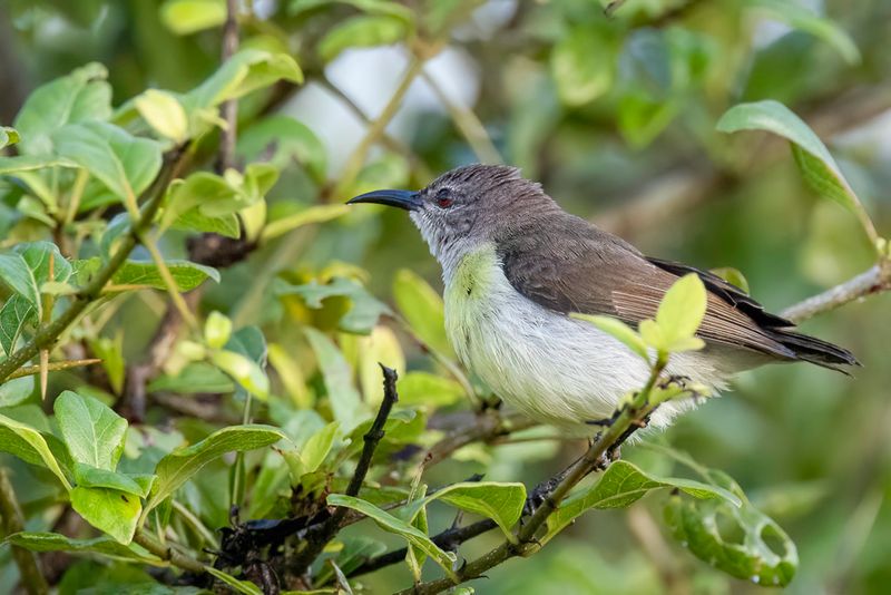 Purple-rumped Sunbird (f)