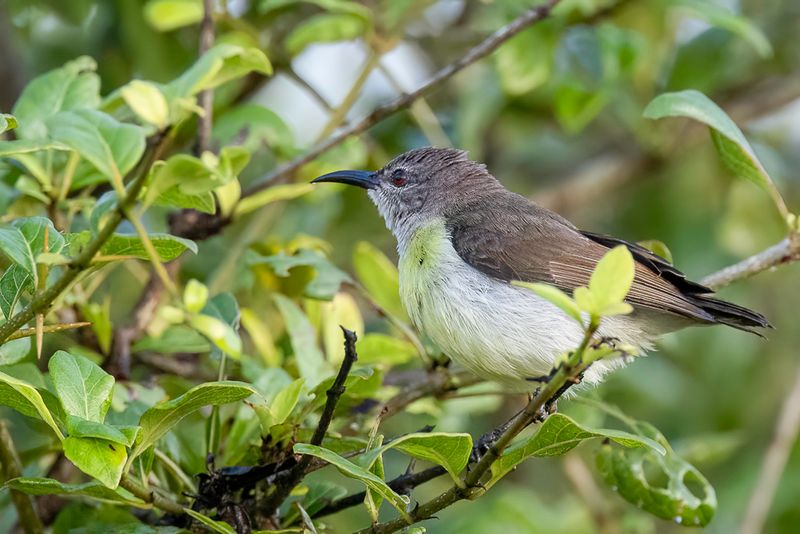Purple-rumped Sunbird (f)