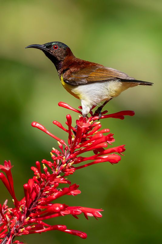 Purple-rumped Sunbird (m)