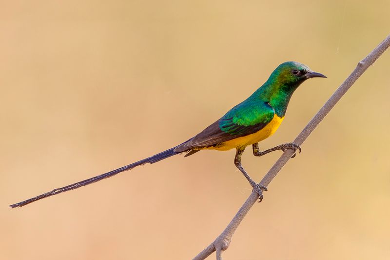 Pygmy Sunbird (m)