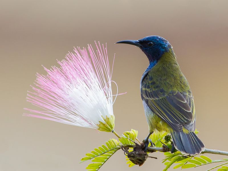 Reichenbach's Sunbird