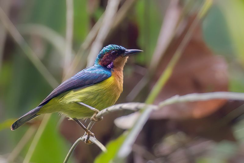 Ruby-cheeked Sunbird (m)