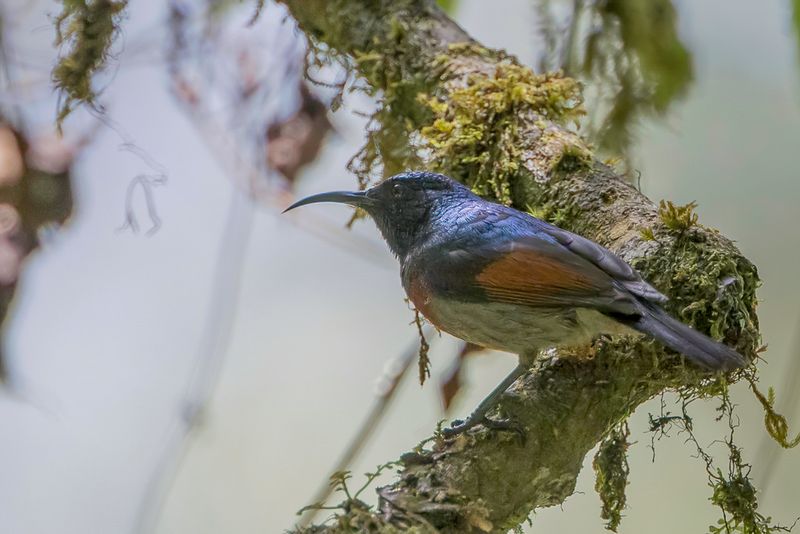 Rufous-winged Sunbird (m)