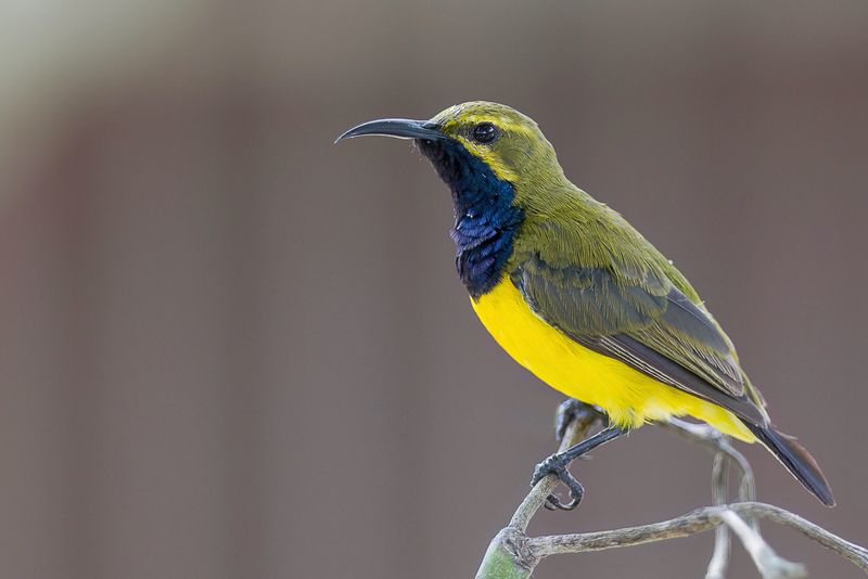 Sahul Sunbird (m)