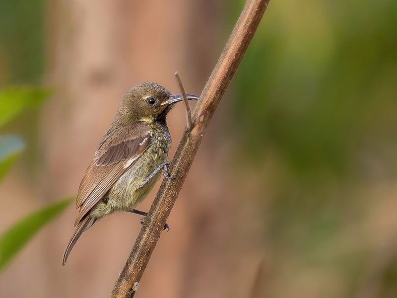 Scarlet-chested Sunbird (j)