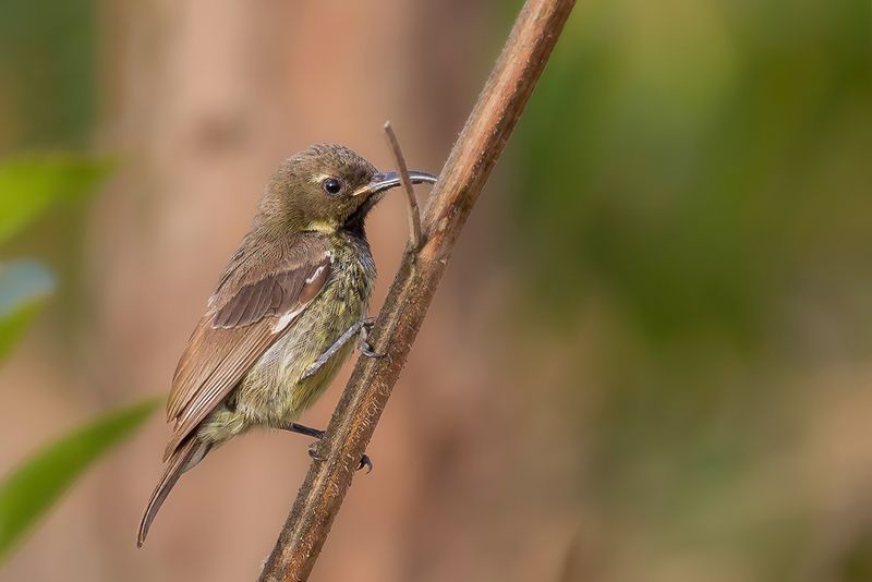 Scarlet-chested Sunbird (j)