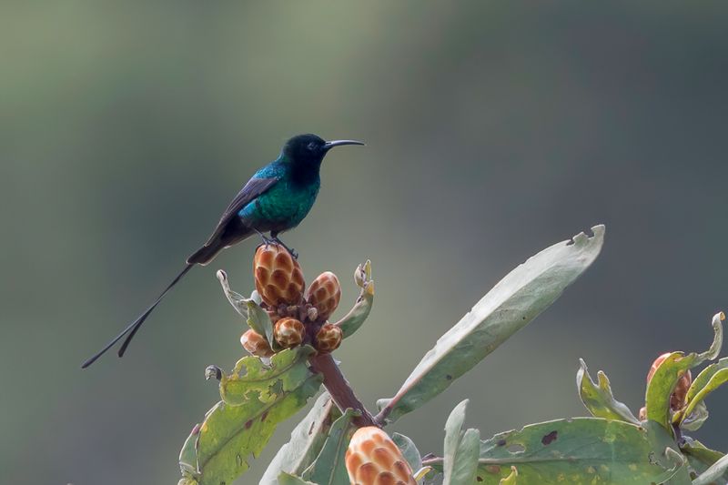 Scarlet-tufted Sunbird (m)