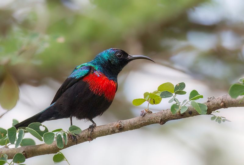 Shining Sunbird (m)