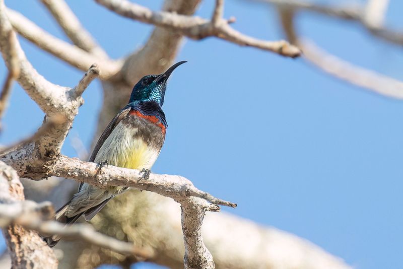 Souimanga Sunbird (m)