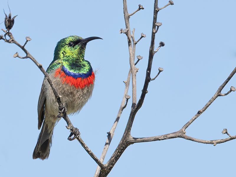 Southern Double-collared Sunbird (m)