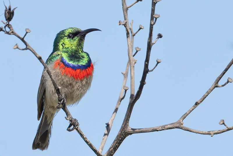 Southern Double-collared Sunbird (m)