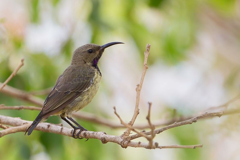 Splendid Sunbird (j)
