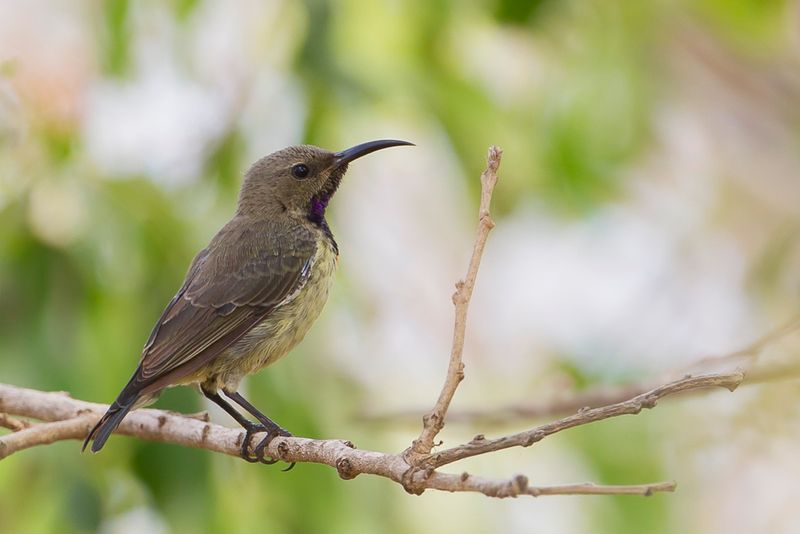 Splendid Sunbird (j)