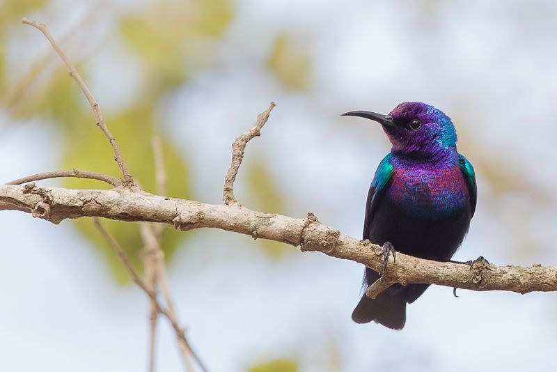 Splendid Sunbird (m)
