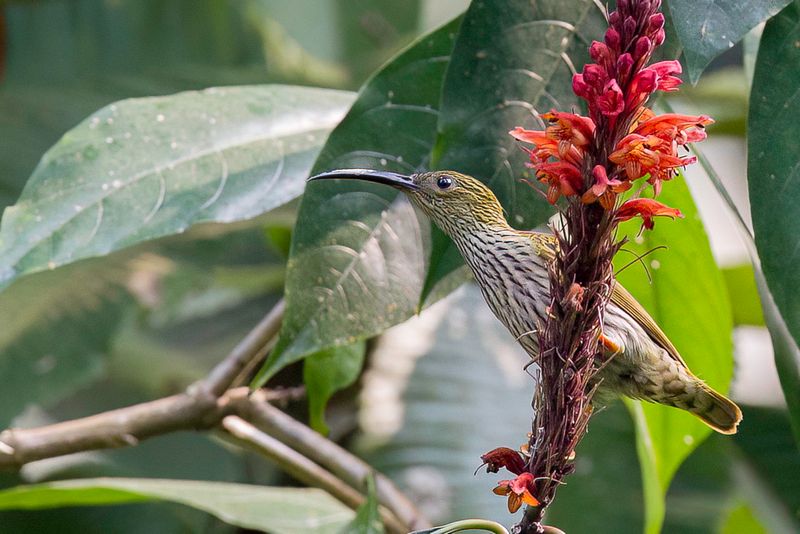 Streaked Spiderhunter