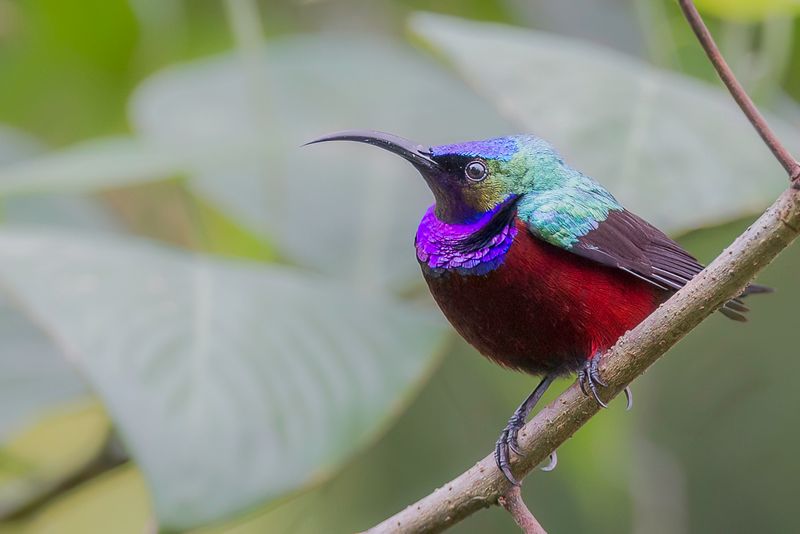 Superb Sunbird (m)