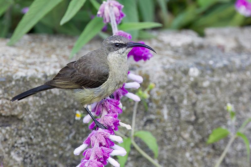 Tacazze Sunbird (f)