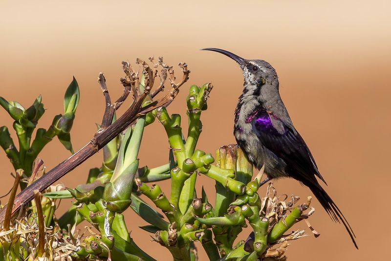 Tacazze Sunbird (imm m)