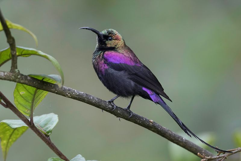 Tacazze Sunbird (m)
