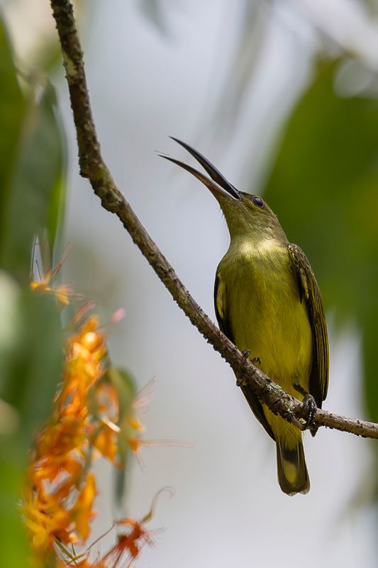 Thick-billed Spiderhunter