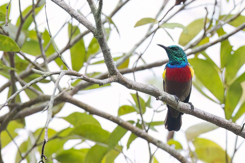 Tiny Sunbird (m)