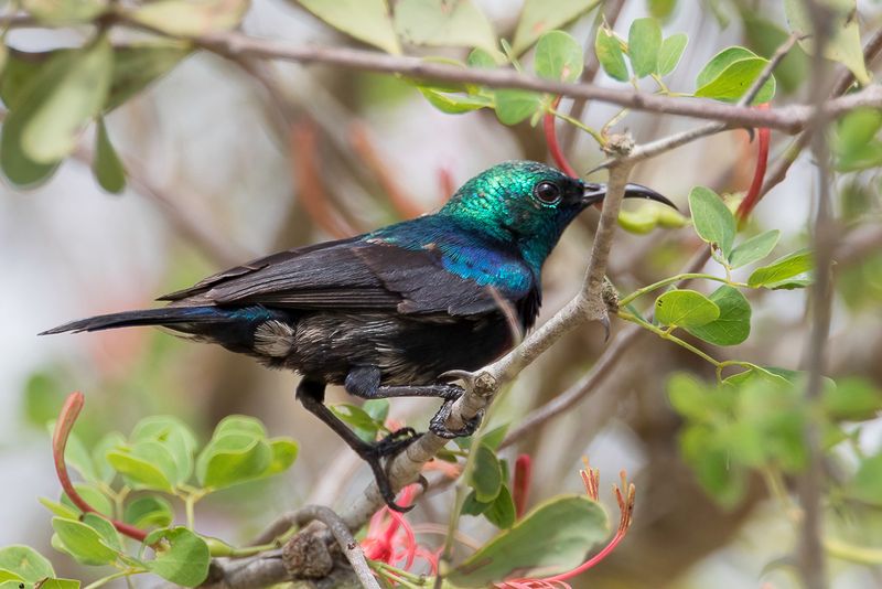 Tsavo Sunbird (m)