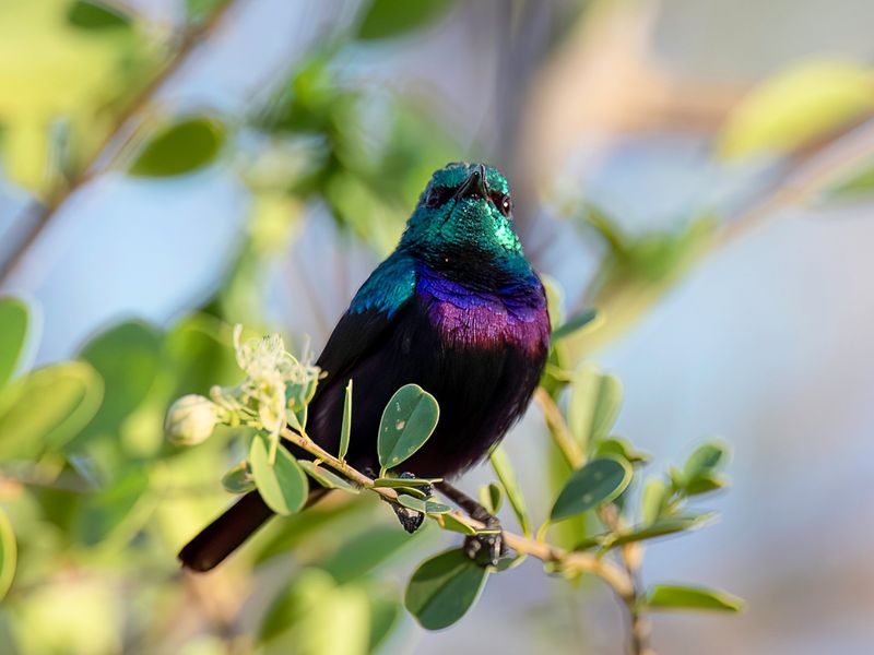 Tsavo Sunbird (m)