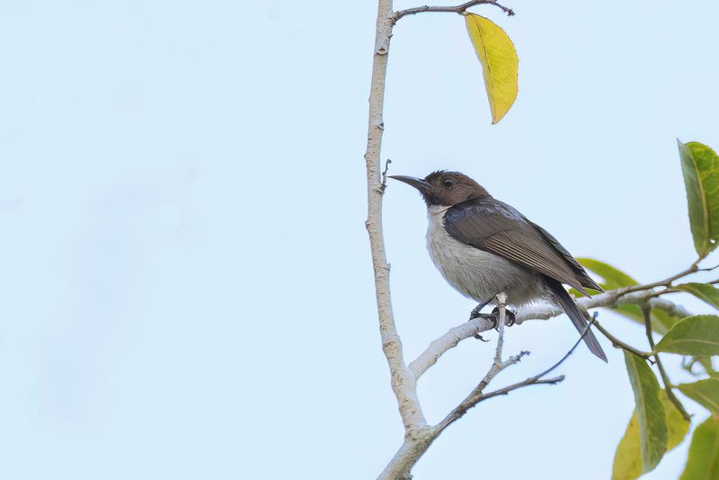 Uluguru Violet-backed Sunbird