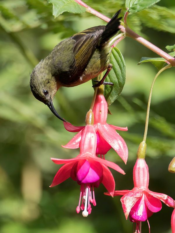 Usambara Double-collared Sunbird (f)