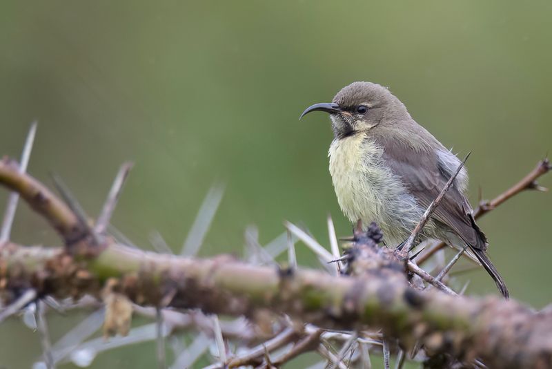 Variable Sunbird (imm m)