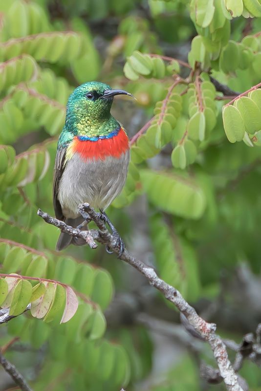 Western Miombo Sunbird (m)