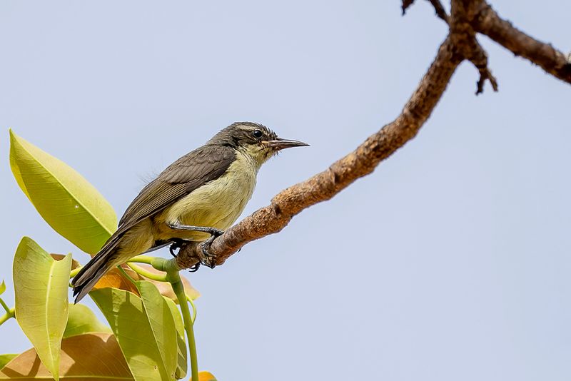 Western Violet-backed Sunbird (imm)