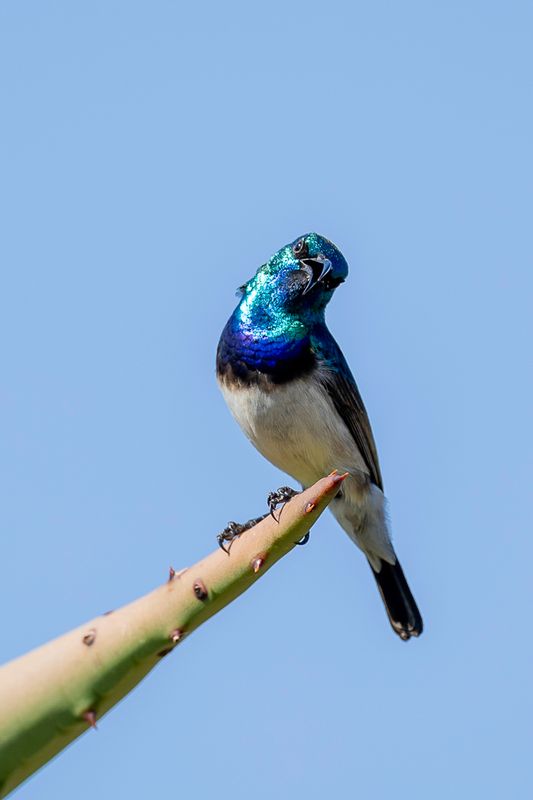 White-bellied Sunbird (m)