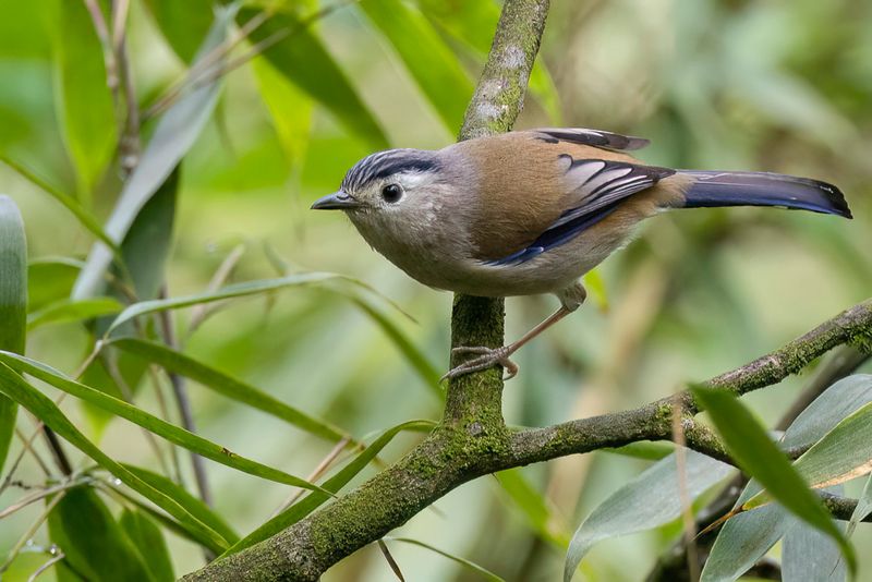 Blue-winged Minla - Blauwvleugelminla - Minla  ailes bleues