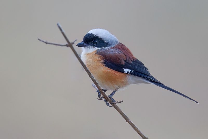 Bay-backed Shrike