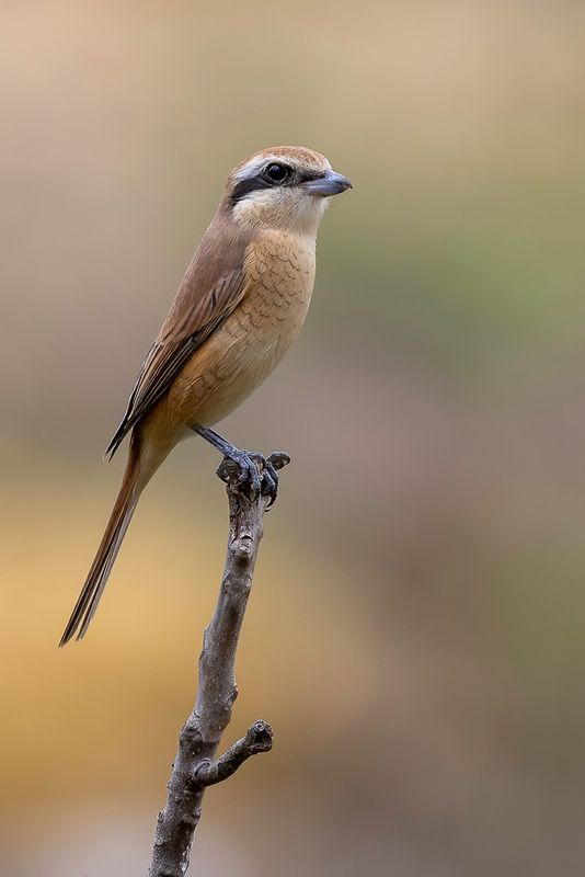 Brown Shrike