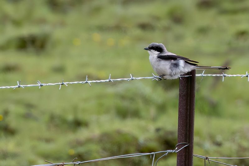 Giant Grey Shrike