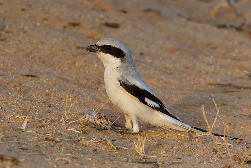 Great Grey Shrike