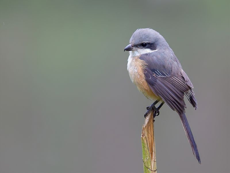 Grey-backed Shrike