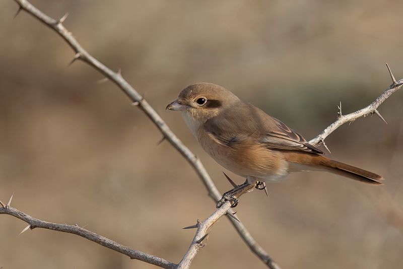 Isabelline Shrike