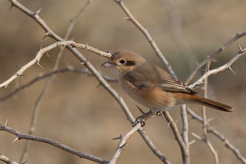 Isabelline Shrike