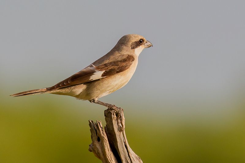 Lesser Grey Shrike (imm)