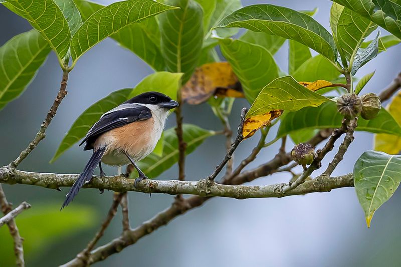 Long-tailed Shrike