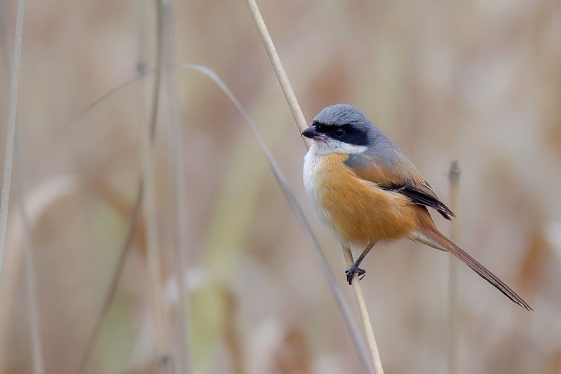 Long-tailed Shrike