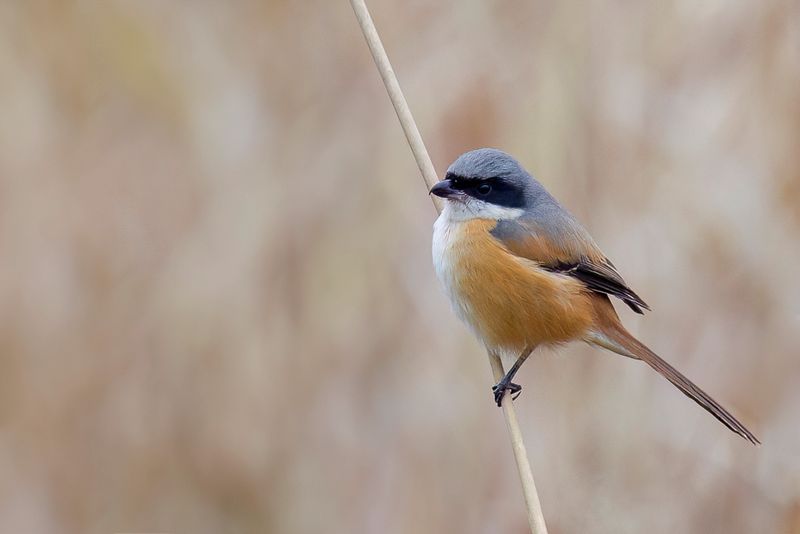 Long-tailed Shrike