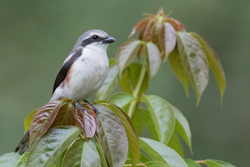 Mackinnon's Shrike