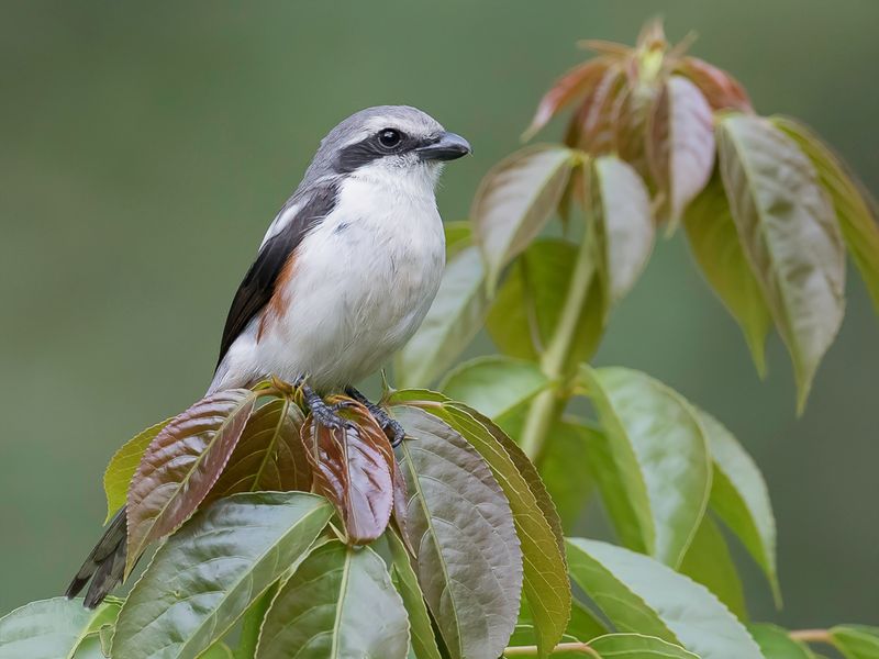 Mackinnon's Shrike